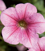 Сурфиния Табл Саламон Вейн